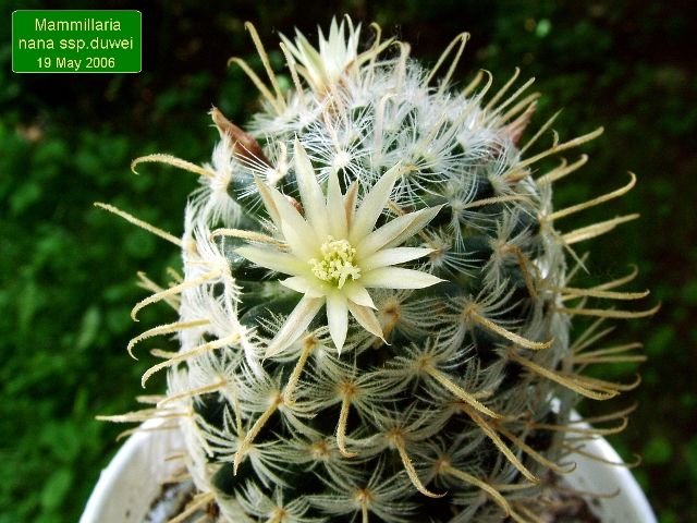 Mammillaria _nana_ ssp.duwei_ 05